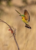 Vumbura - Little Bee Eaters5